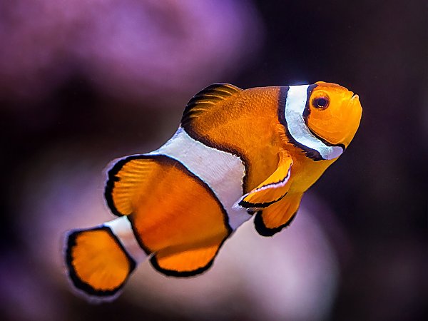 Clownfish